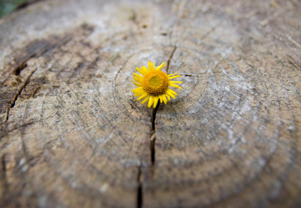 Yellow flower through the tree bark.