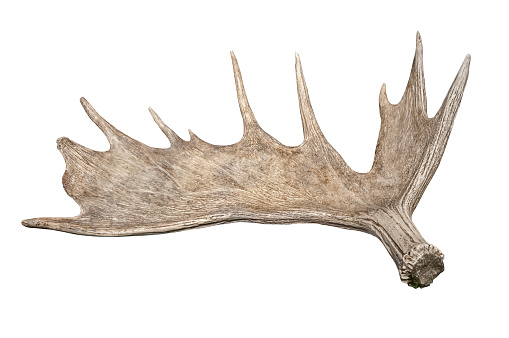 Antler horn of a moose.