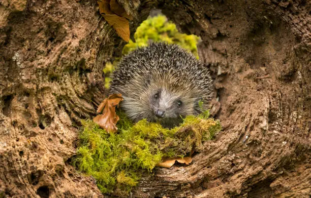 Hedgehog (Scientific name: Erinaceus Europaeus). Wild, native, Euroepean hedgehog emerging from hibernation in Springtime with green moss and Autumn leaves.  Facing forward in the hollow of a fallen tree trunk.  Horizontal.  Space for copy.