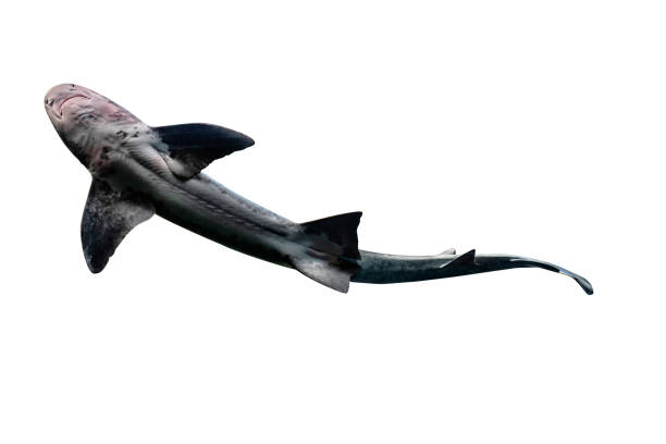 Underside of a leopard shark, cut out isolatied on a white background with clipping path.