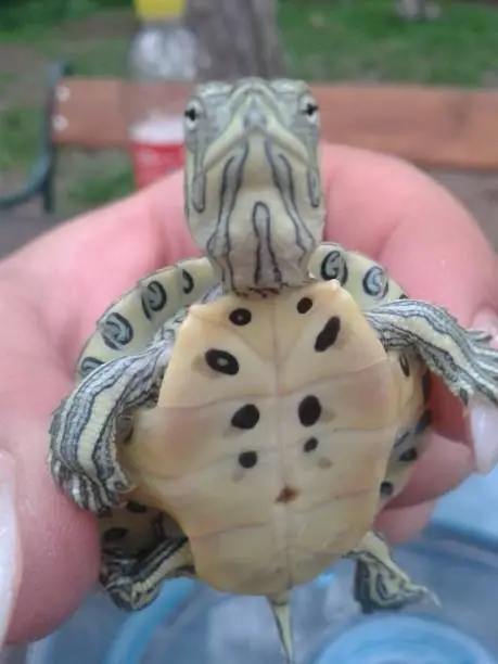 Photo of a baby turtle in the hand