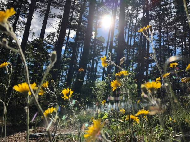 istock yellow flowers in the forest with sun above 1224433505
