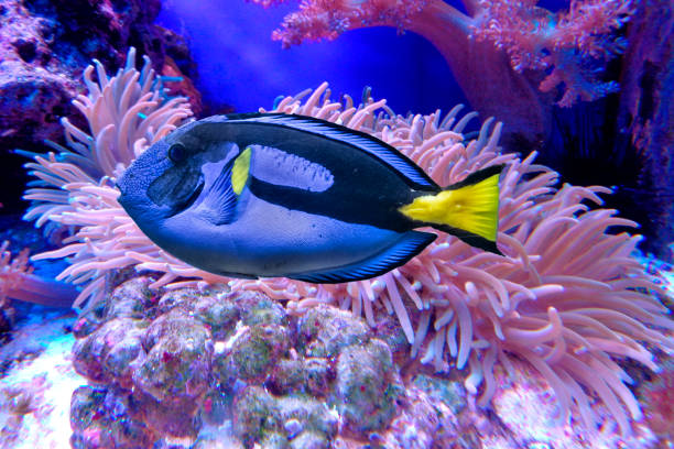 blue fish with with yellow tail. blue tang or regal tang or palette surgeonfish (paracanthurus hepatus ) - dory imagens e fotografias de stock