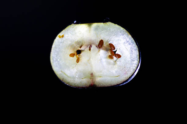 slice of blueberry in back light with a black background, little nuggets
