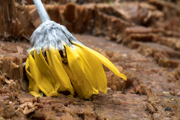 A wilting yellow flower lays over the stump of a pine tree in north Idaho.