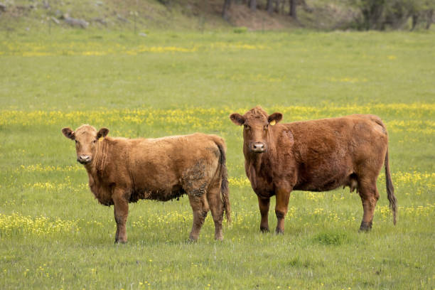 istock Two cows in a farm field. 1224433833