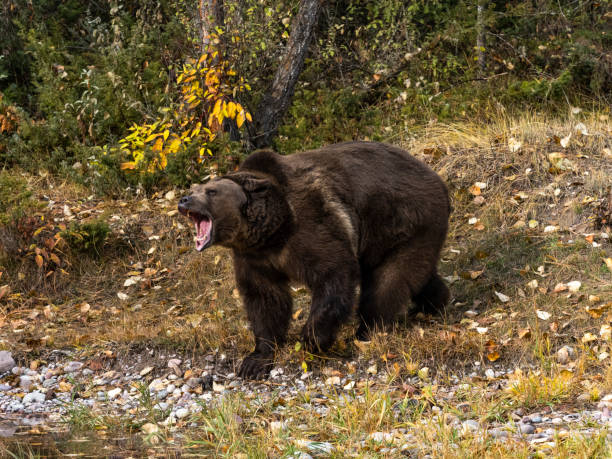 Grizzly Bear on grass bank by waters edge with fall color background. A game farm in Montana, with animals in natural settings. Edited.