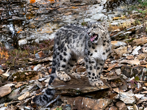 Snow leopard (Panthera Uncia) in captivity walks up and down inside an European zoo glass cage.