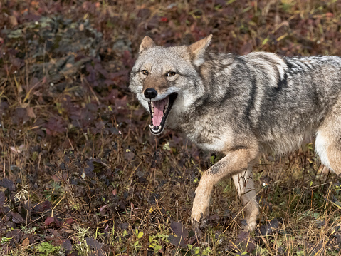 Coyote Canis Latrans in Grass Field Intense Look Captive