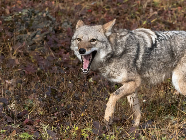 Coyote Canis Latrans in Grass Field Intense Look Captive stock photo