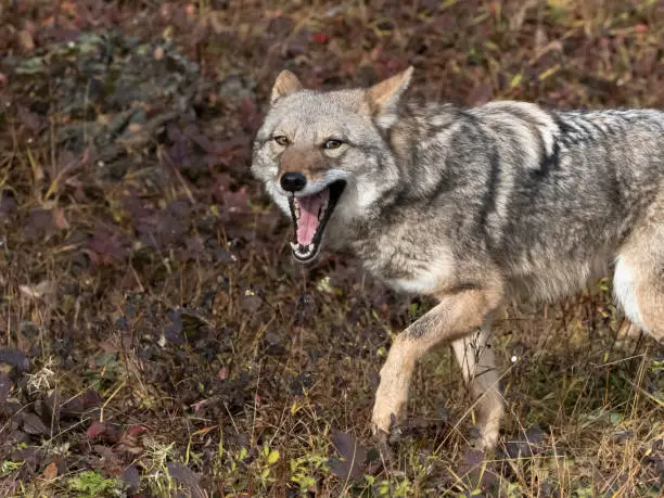 Photo of Coyote Canis Latrans in Grass Field Intense Look Captive