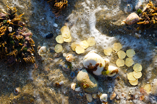 Treasure with golden coins by the sea. Discovery, treasure hunting, digging, metal detection concept.