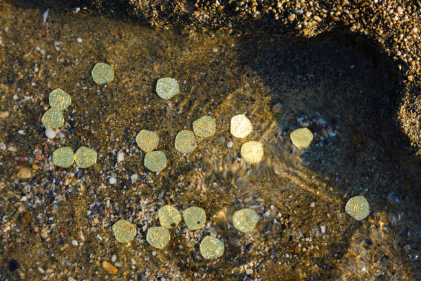 Treasure with golden coins by the sea. Discovery, treasure hunting, digging, metal detection concept.