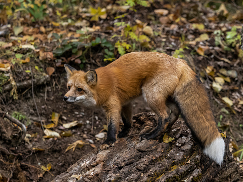 A red fox standing on a log in the forest. Has an intense look in its eyes.
