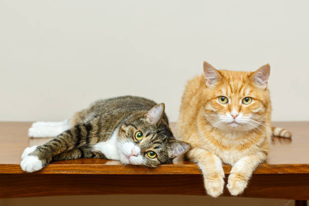 istock Grey and red cat lie together 1224436279