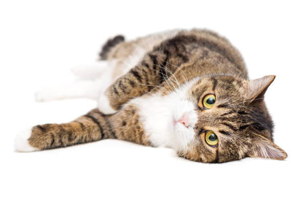 istock Large, grey cat lies lazily 1224436289