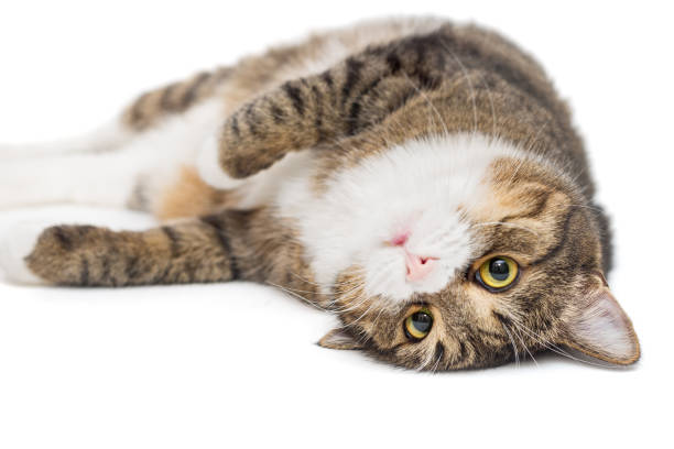 istock Large, grey cat lies lazily 1224436316