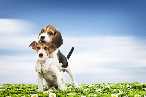 dogs jack russel and beagle on grass