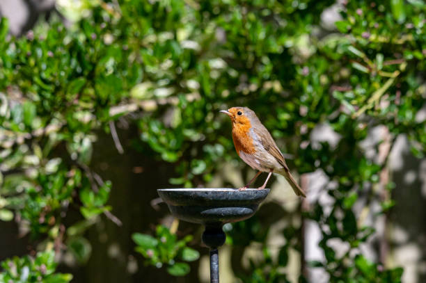 istock Wild robin, erithacus rubecula, perched on suet garden bird feeder 1224439320