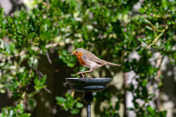 istock Wild robin, erithacus rubecula, perched on suet garden bird feeder 1224439340