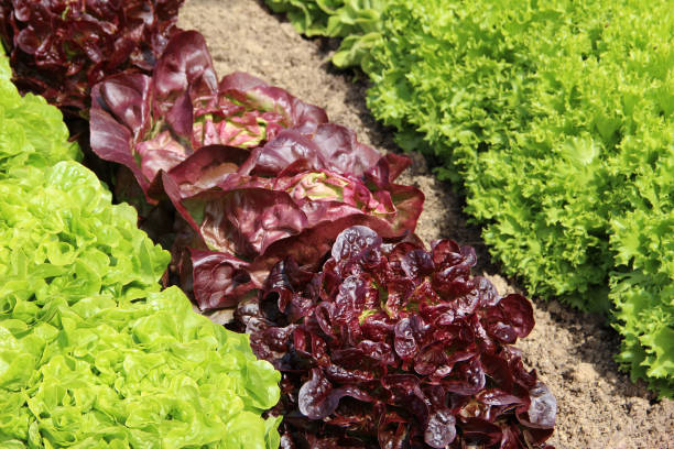 green and red salads in the garden - bibb lettuce imagens e fotografias de stock