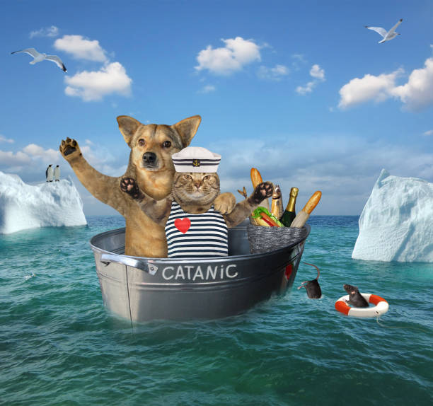 istock Cat and dog drifting in washtub 1224441005