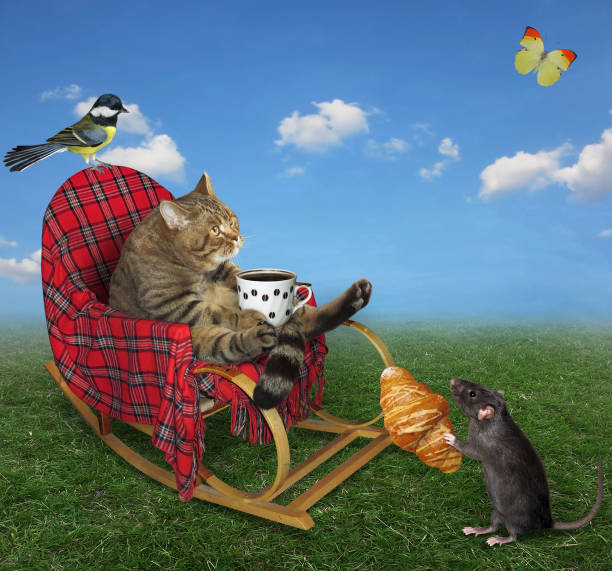 istock Cat rests in rocking chair on lawn 2 1224441014