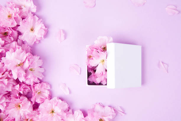 Beautiful violet pink flowers and gift box stock photo