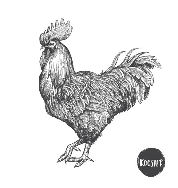ÐÐ»Ñ ÐÐ½ÑÐµÑÐ½ÐµÑÐ° Rooster in graphic style, hand drawn illustration. Symbol of 2017. Vector illustration rooster stock illustrations