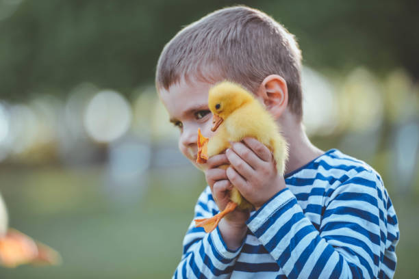 Springtime in the village Little boy with baby goose petting zoo stock pictures, royalty-free photos & images