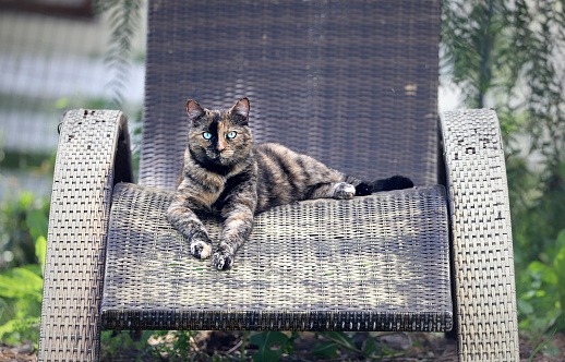 Large, beautiful kitty resting on a brown lounge chair, looking at the camera