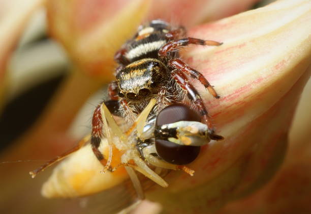 Juvenile Phidippus sp. jumping spider with Dipteran prey on a Kiwi Aeonium (Aeonium percarneum) flower A cute a colorful young jumping spider enjoying a nice dinner spider with prey stock pictures, royalty-free photos & images