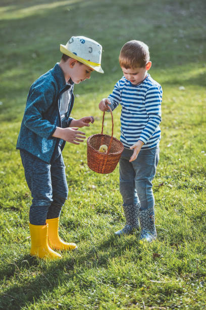 bracia bawią się razem z gęś dziecka - baby chicken eggs young bird easter zdjęcia i obrazy z banku zdjęć