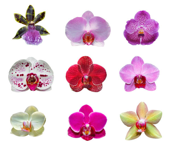 istock Set of beautiful pink orchids  on white background 1224443886