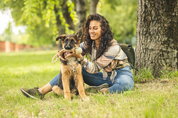 woman playing with dog in park - german shepherd dog toy sitting imagens e fotografias de stock