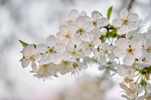 White buds of spring flowers blossoming cherry flowers on a branch, on a white blurred background