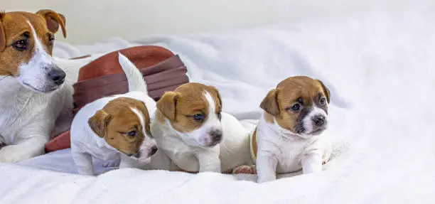 Photo of female Jack Russell Terrier lies with her three puppies on a white background, Love, Motherhood. Advertising the first puppy food.