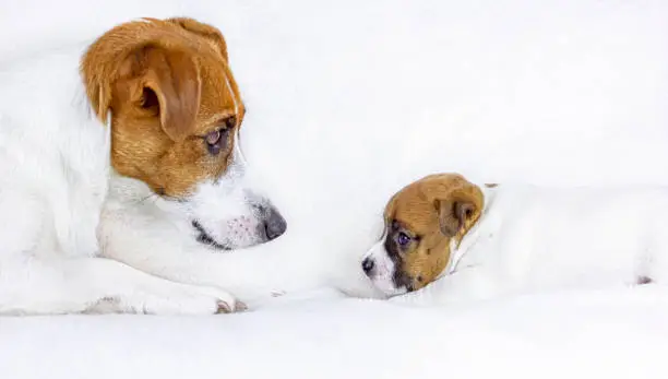 Photo of mother jack russell terrier looks at her month old puppy. look at each other, love, motherhood white background