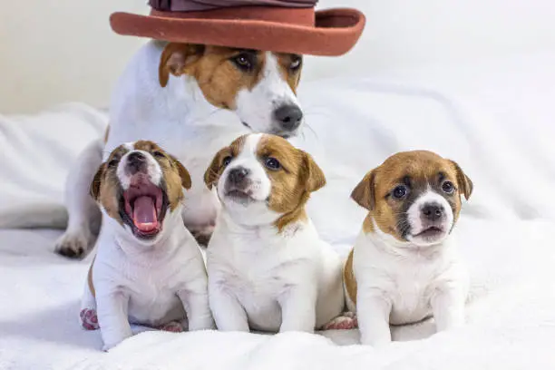 Photo of female Jack Russell Terrier in a hat sits with her three puppies, Love, Motherhood white background