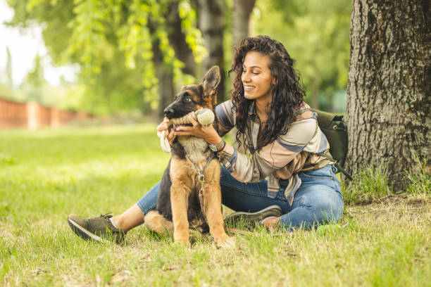 woman playing with dog in park - german shepherd dog toy sitting imagens e fotografias de stock