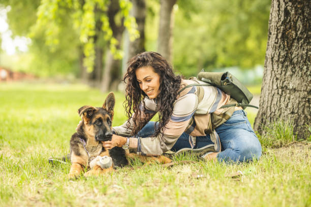 woman playing with dog in park - german shepherd dog toy sitting imagens e fotografias de stock