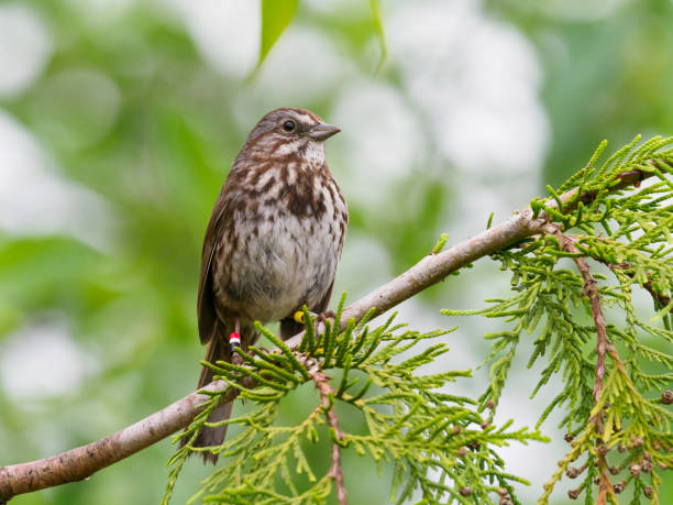 istock Song Sparrow Perched on Tree Branch Oregon Wild Bird 1224445130