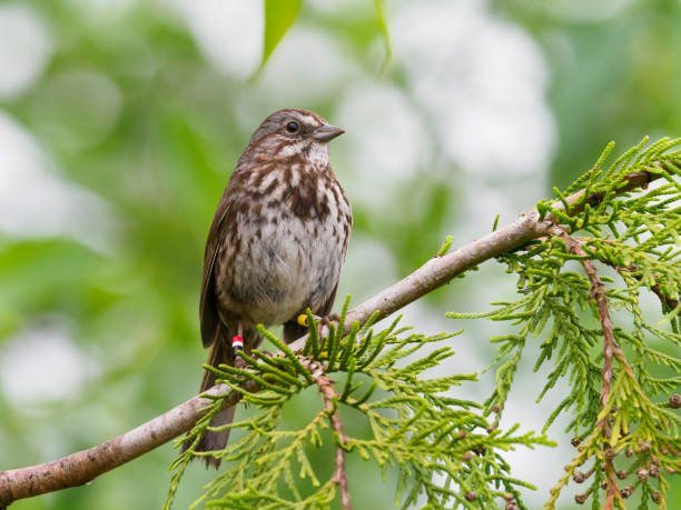 Song Sparrow Perched on Tree Branch Oregon Wild Bird A song sparrow perched on a tree branch in the Willamette Valley of Oregon. Has colored bands for identification. Has a soft, defocused background of green leaves and sunlight. In Hillsboro Oregon on May 11, 2020. song sparrow stock pictures, royalty-free photos & images
