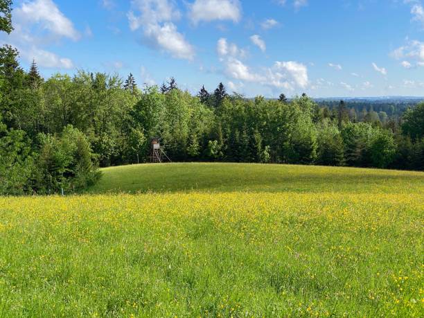 Springtime meadow with hunters seat