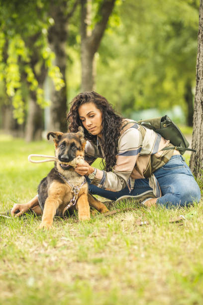 woman playing with dog in park - german shepherd dog toy sitting imagens e fotografias de stock