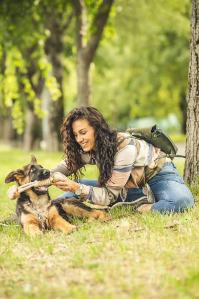 woman playing with dog in park - german shepherd dog toy sitting imagens e fotografias de stock