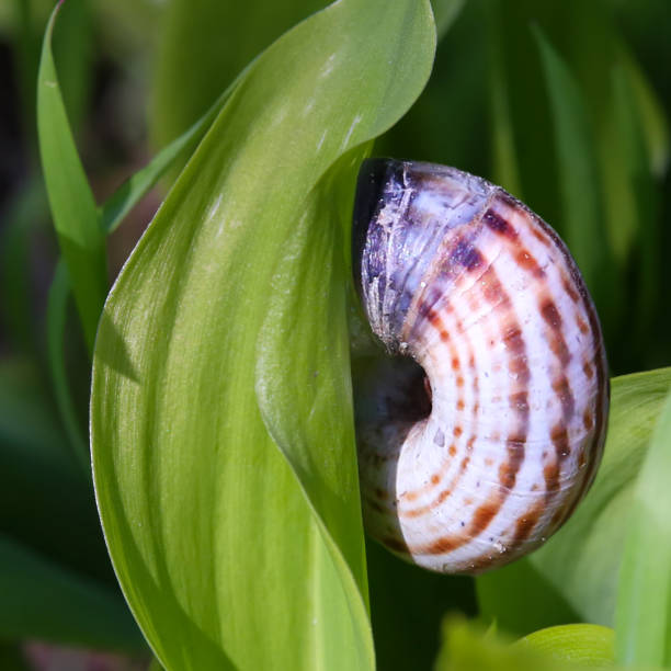 istock Snail on green leaf close up 1224445668