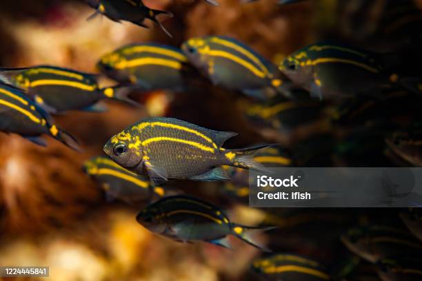 Spiny Chromis Acanthochromis Polyacanthus School Of Juveniles Pura Island Indonesia Stock Photo - Download Image Now
