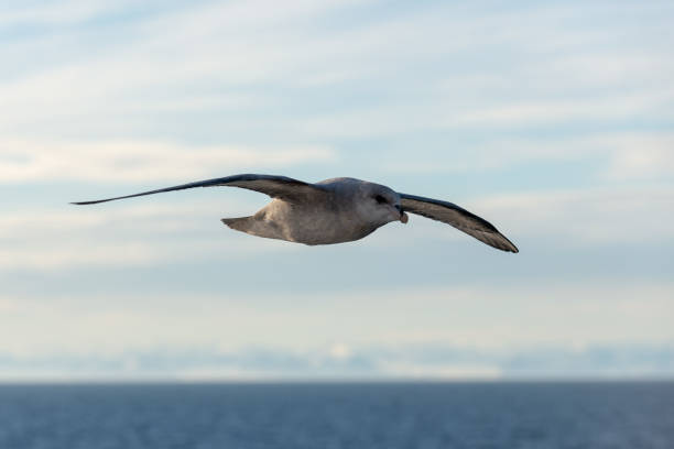 istock Northern Fulmar flying above Arctic sea on Svalbard. 1224446784