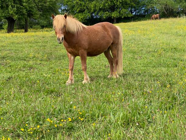 istock Brown horse with a long mane standing on a meadow 1224446933